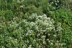 Montanoa bipinnatifida